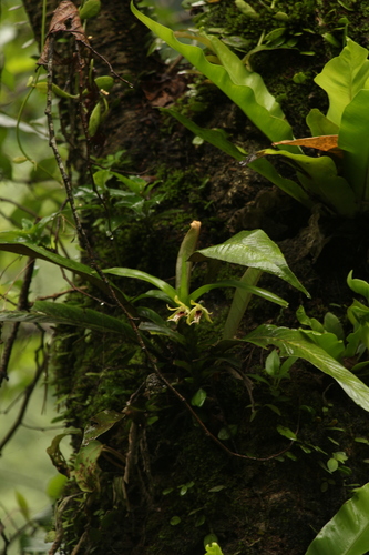 Vanda cristata, photograph 6