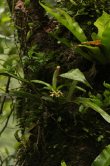 Vanda cristata
