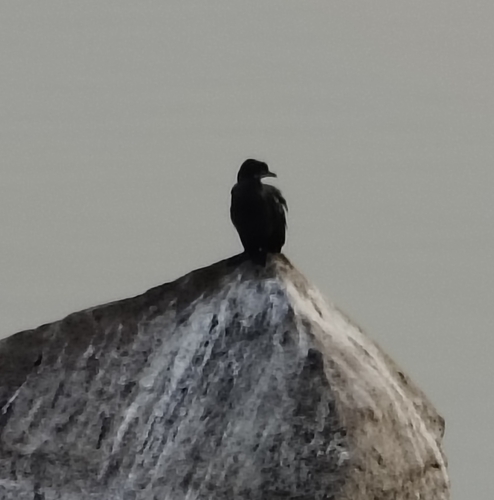 Little Cormorant (Microcarbo niger), photo 5