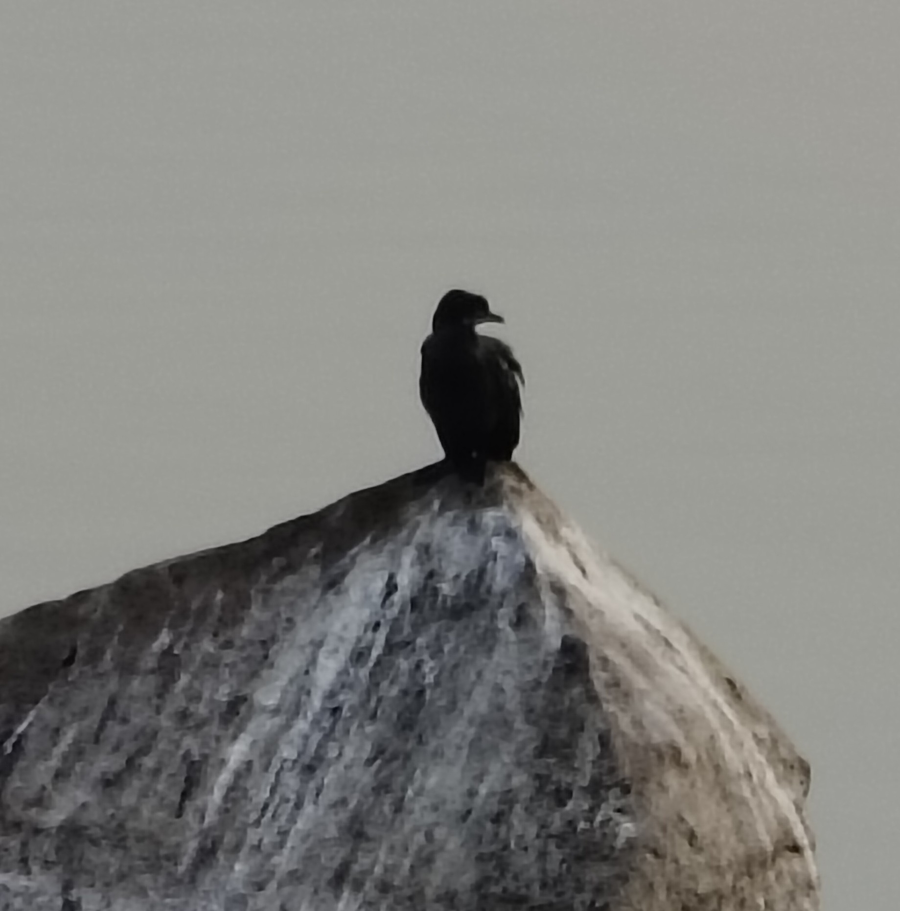 Little Cormorant (Microcarbo niger), photo 5