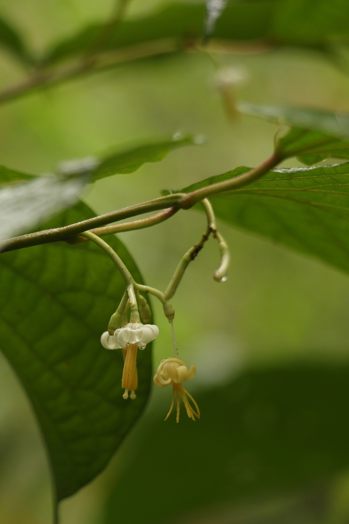 Alangium alpinum