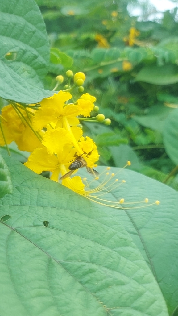 Apis dorsata (Apis dorsata)