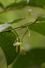 Alangium alpinum
