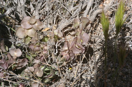Image of Three Hearts (Tricardia watsonii) by (c) runcator, some rights reserved (CC BY)