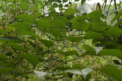 Alangium alpinum
