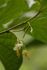 Alangium alpinum