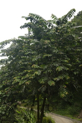 Duabanga grandiflora