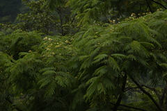 Albizia chinensis