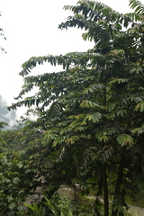 Duabanga grandiflora