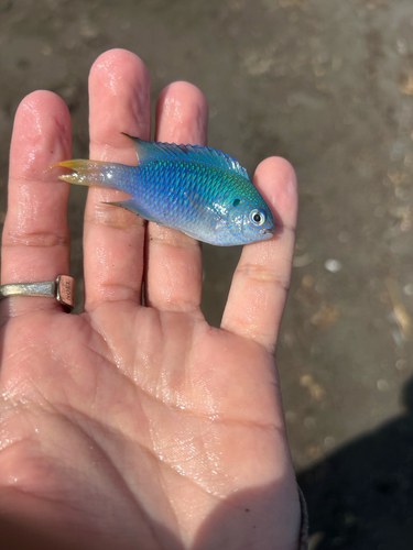 Azure damsel (Pomacentrus pavo) — Pomacentridae — 3
