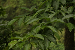 Duabanga grandiflora