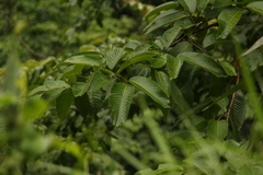 Duabanga grandiflora