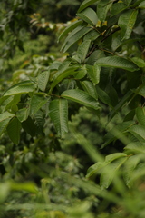 Duabanga grandiflora