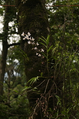 Dendrobium amoenum