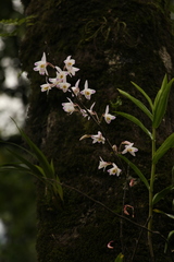 Dendrobium amoenum