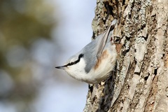 Sitta europaea