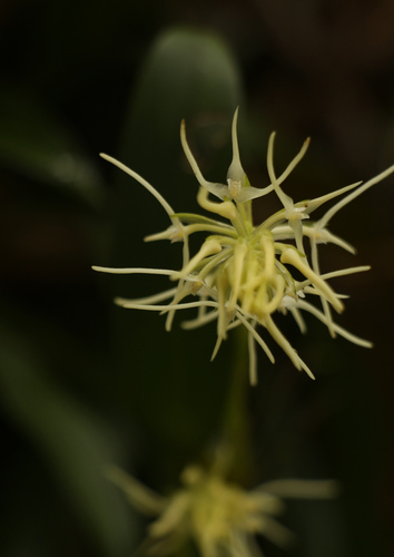 Bulbophyllum cauliflorum, photograph 1