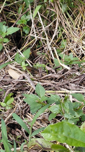 Eutropis multifasciata