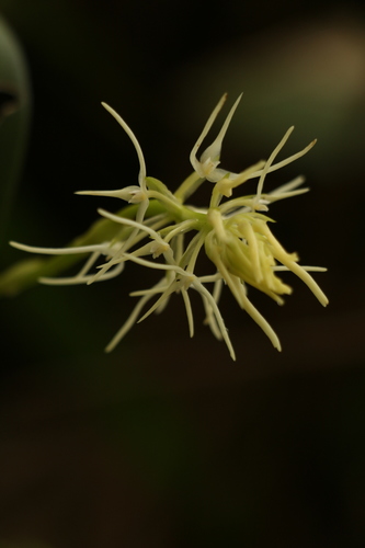 Bulbophyllum cauliflorum, photograph 2
