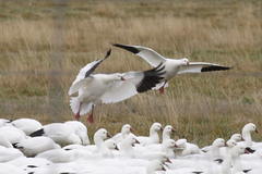 Ross's Goose photo 6