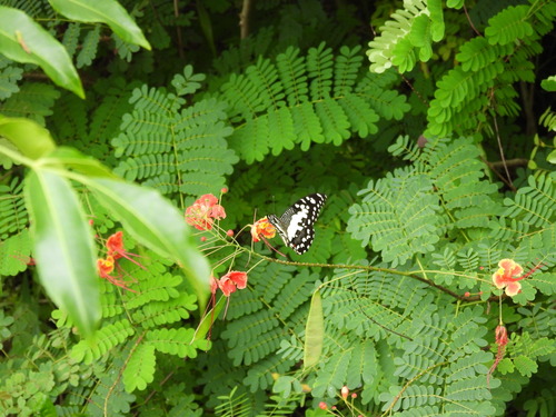 Papilio demoleus
