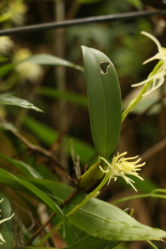 Bulbophyllum cauliflorum, photograph 4