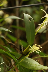 Bulbophyllum cauliflorum