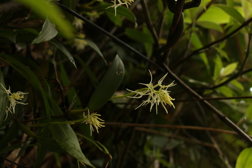 Bulbophyllum cauliflorum, photograph 3