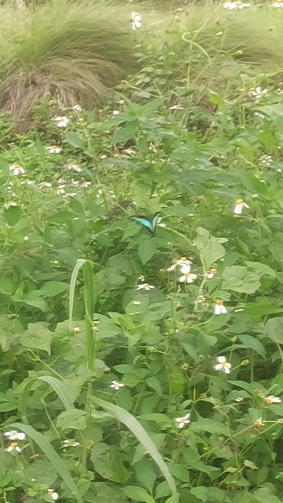 Blue Triangle (Graphium sarpedon)