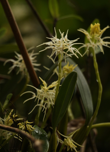 Bulbophyllum cauliflorum, photograph 6