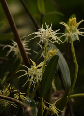 Bulbophyllum cauliflorum