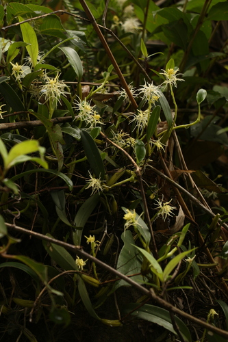 Bulbophyllum cauliflorum, photograph 5