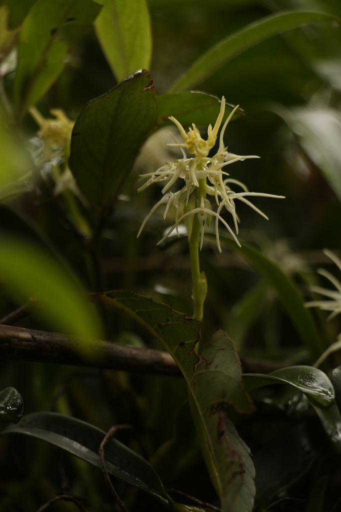 Bulbophyllum cauliflorum