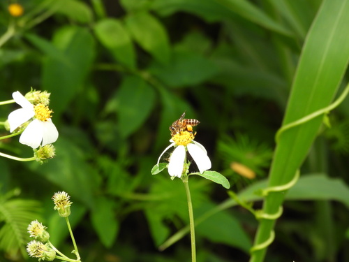 Apis cerana