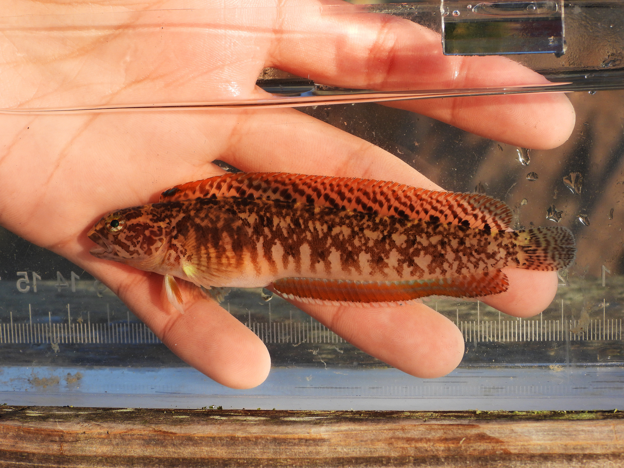 Stripefin Ronquil photo 2