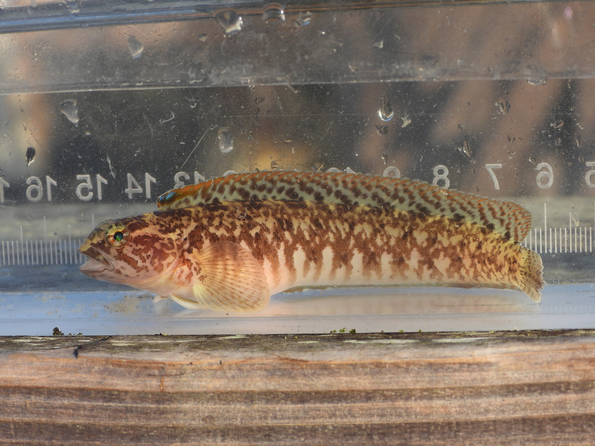 Stripefin Ronquil photo 4