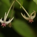 Hoya lanceolata - Photo (c) Siddarth Machado,  זכויות יוצרים חלקיות (CC BY), הועלה על ידי Siddarth Machado