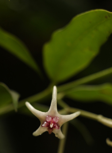 Hoya acuminata (Wight) Benth. ex Hook.f. 4