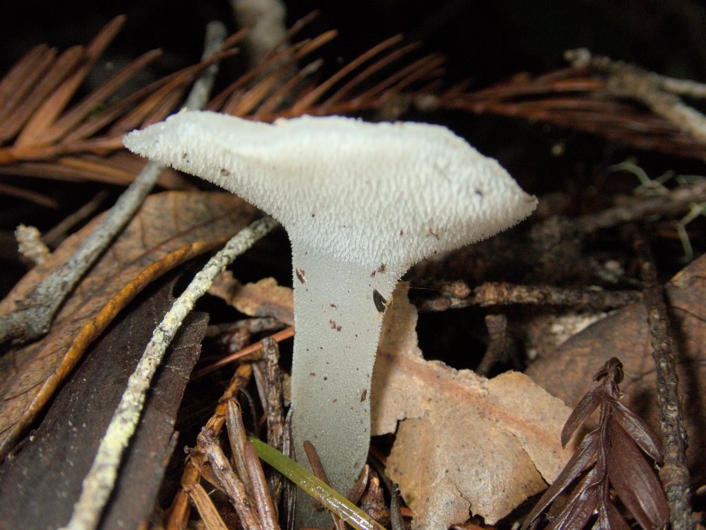 Pseudohydnum gelatinosum · January 2026 · photo: © spencer3616 (iNaturalist, cc-by)
