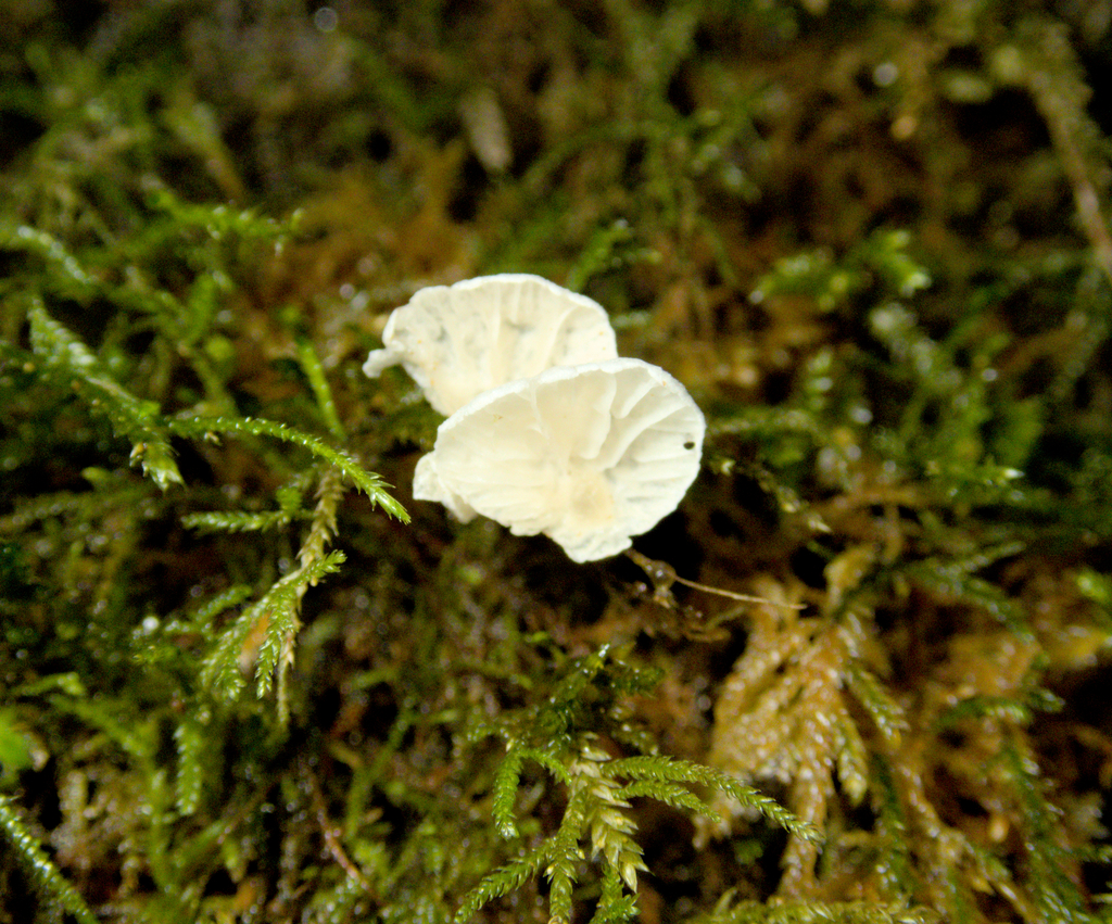 Rimbachia bryophila · January 2026 · photo: © spencer3616 (iNaturalist, cc-by)