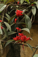 Aeschynanthus