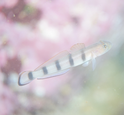 Pterogobius zacalles