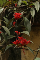 Aeschynanthus