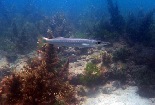 Stompsnuit-barracuda (Sphyraena obtusata) — Sphyraenidae — 2