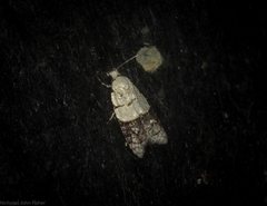 Tracholena sulfurosa