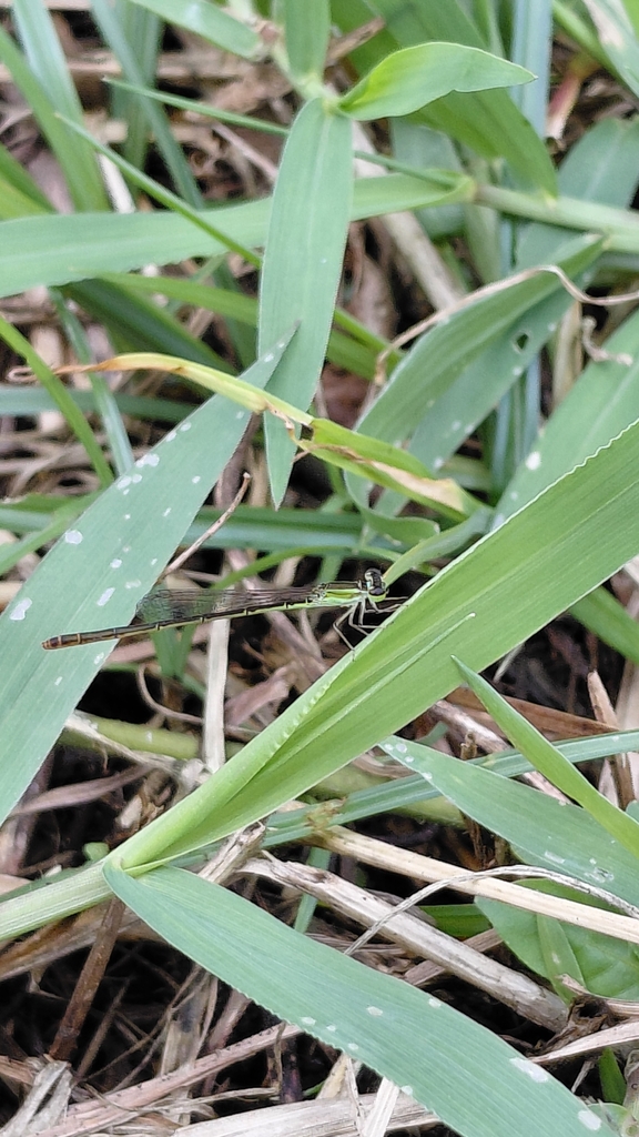Agriocnemis femina (Agriocnemis femina)