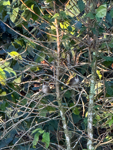 White-faced Ground-Sparrow