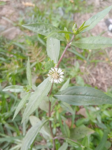 False Daisy