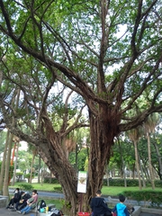 Ficus microcarpa microcarpa