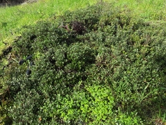 Arctostaphylos franciscana